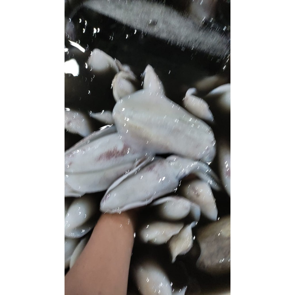

Jual Cumi Semampar - 1 Kg