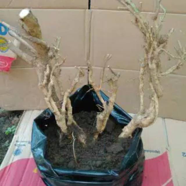 Bahan bonsai serut mini 2pcs berkarakter unik