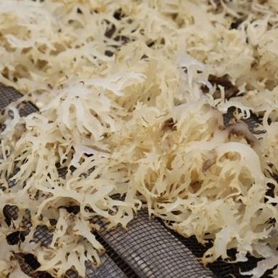 

Rumput Laut Kering 1 KG