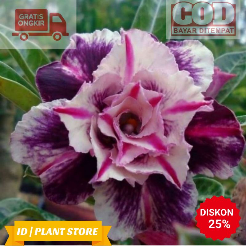 tanaman hias adenium arabicum thaisoco-kamboja arabicum-tanaman hidup-bunga hiasan