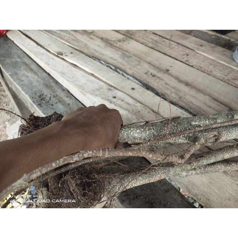 kimeng cangkok ukuran besar isi 7