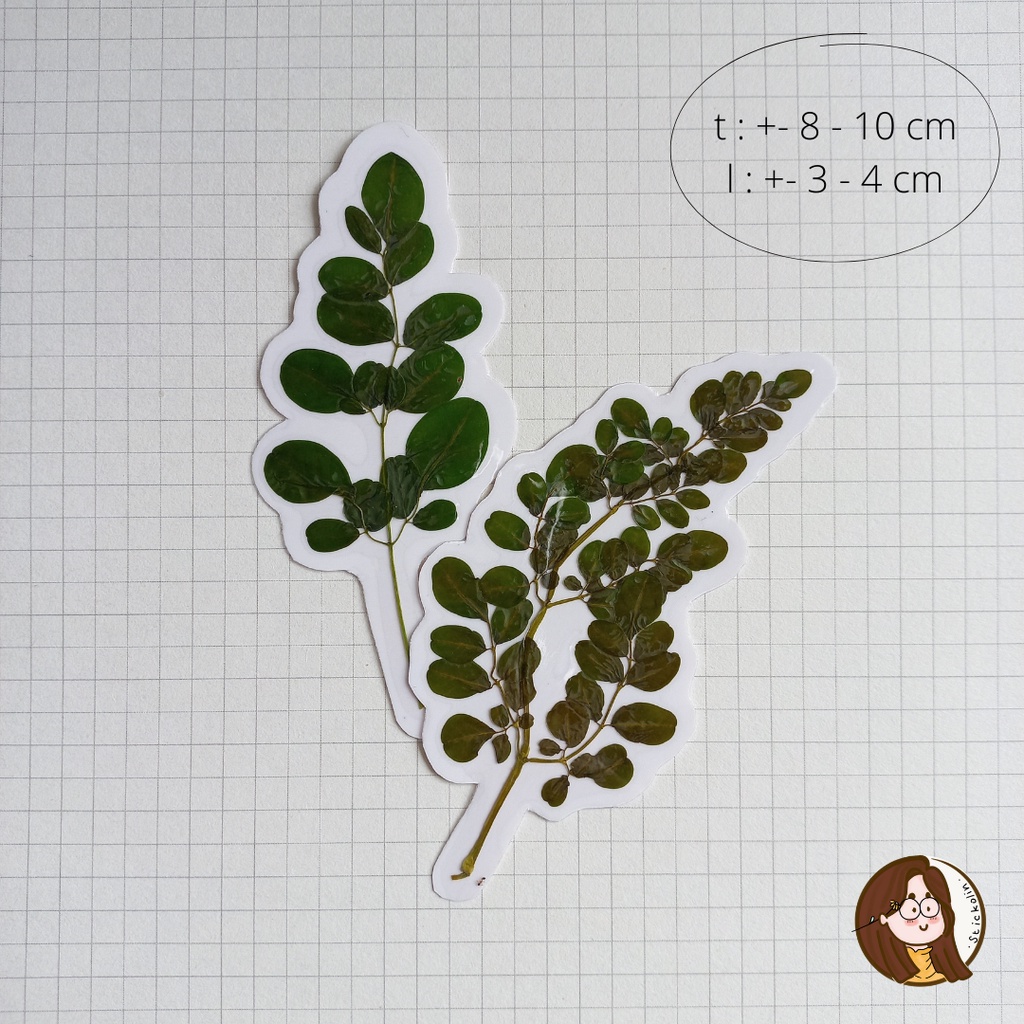 

Kelor Leafs Dried & Pressed Flower Sticker / Stiker Daun Kelor Tekan (u/ resin, kerajinan tangan, hiasan)