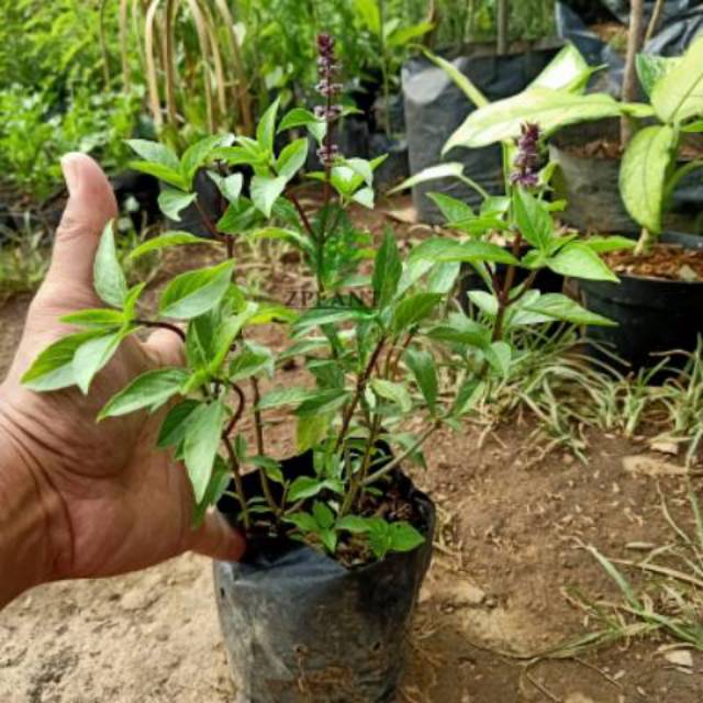 bibit pohon selasih basil Shopee Indonesia
