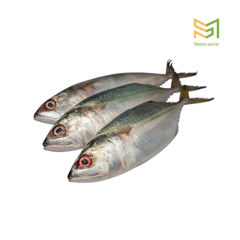 

Ikan Kembung Katombo Segar Per Pack
