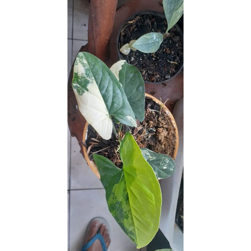 syngonium varigata yellow daun 5