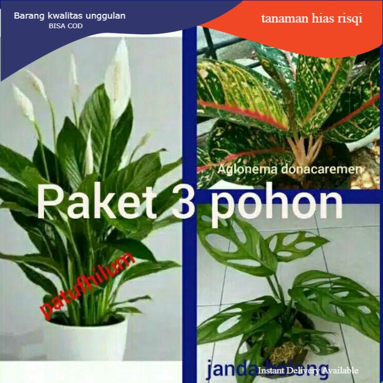 Paket 3 Jenis Bunga Hidup Murah indoor outdoor