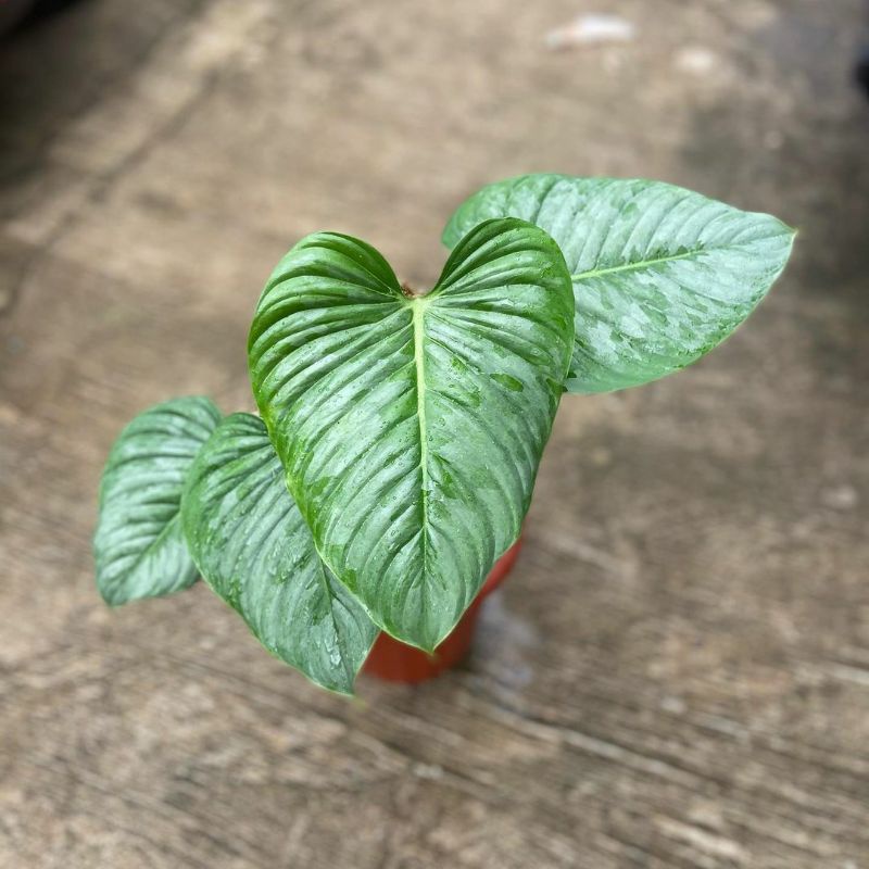 bonggol philodendron mamei