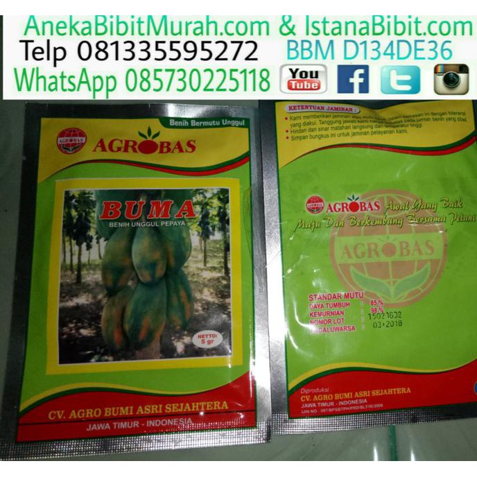 BENIH BIJI PEPAYA THAILAND UNGGULAN &&**&&