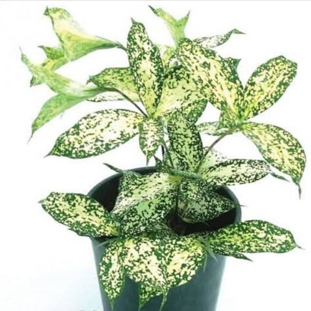 Bambu beras tumpah variegata