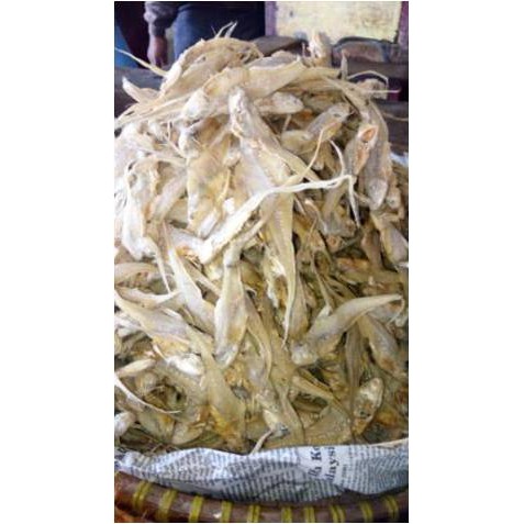 

Ikan Asin Bulu Ayam ( 250 Gr )