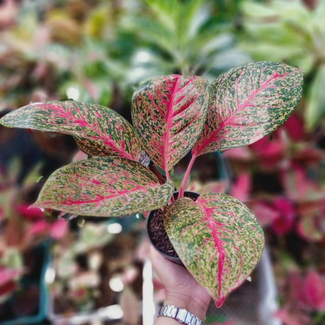Aglaonema Diana