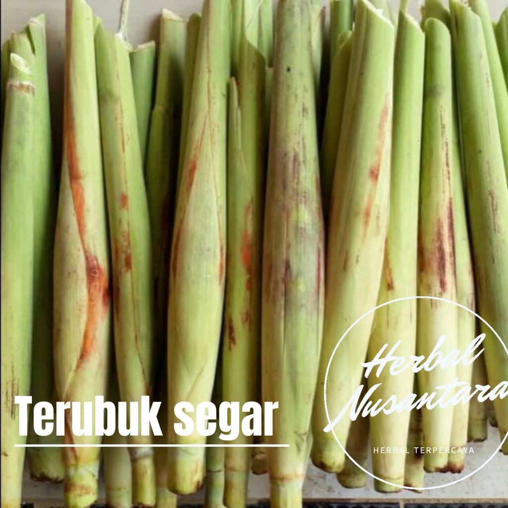 

Terubuk segar syauran terubuk - trubuk - terubus - tiwu endog