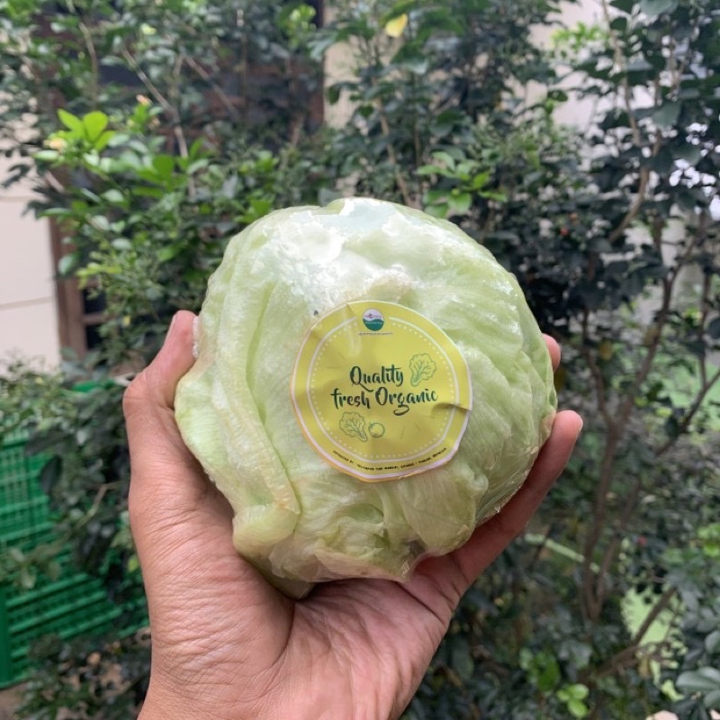 

Head lettuce organik