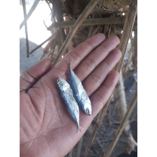

Ikan Asin Tawar Tidak Asin 500gr