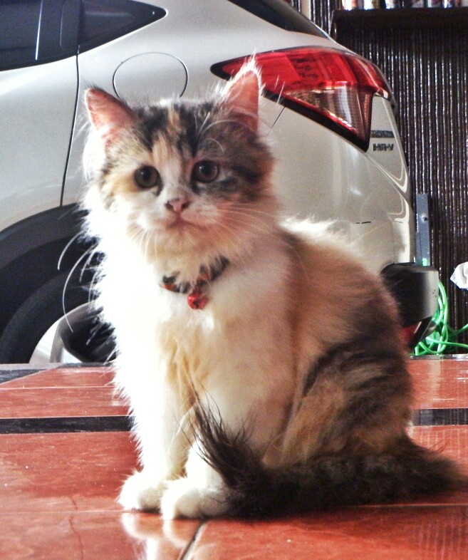 Pipa Air Paralon Air Pvc 1 2 Inch 50 Cm