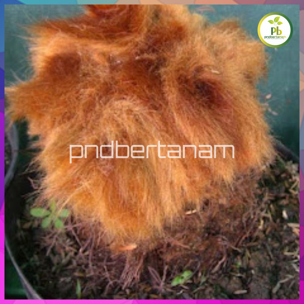 TANAMAN HIAS PAKIS MONYET ASLI HUTAN MURAH