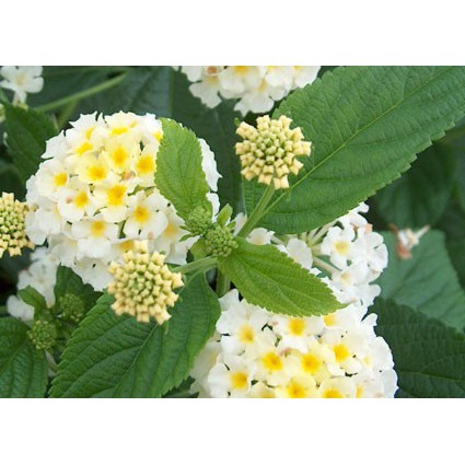 Tanaman Lantana Putih