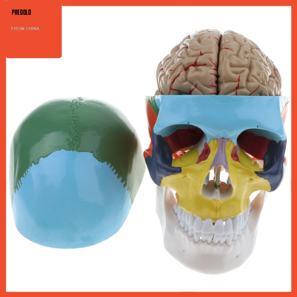 [In Stock] Colored 1:1 Anatomical Human 8 Parts Brain &amp; Head Skull Skeleton Model Set