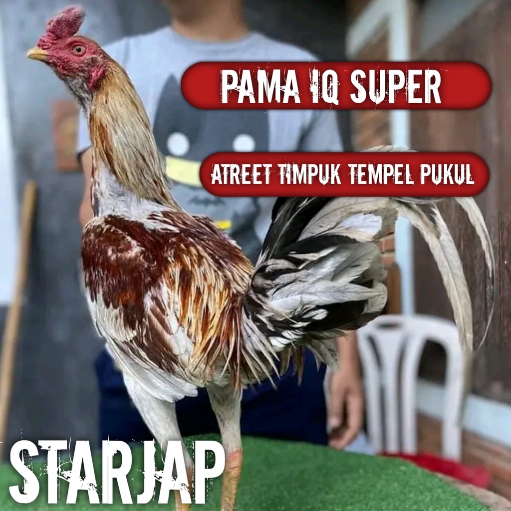 telur ayam bangkok pama super iq perbutir atreet pukul keras