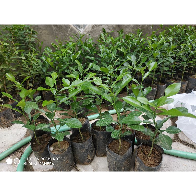 BIBIT JERUK PURUT BUMBU MASAKAN (beli 10 gratis 1)