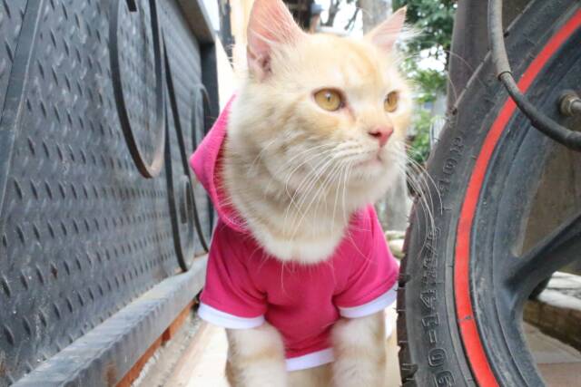 Kaos hoodie pink funky imut polosan (non sablon) / kaos kucing anjing / baju kucing size S M L XL