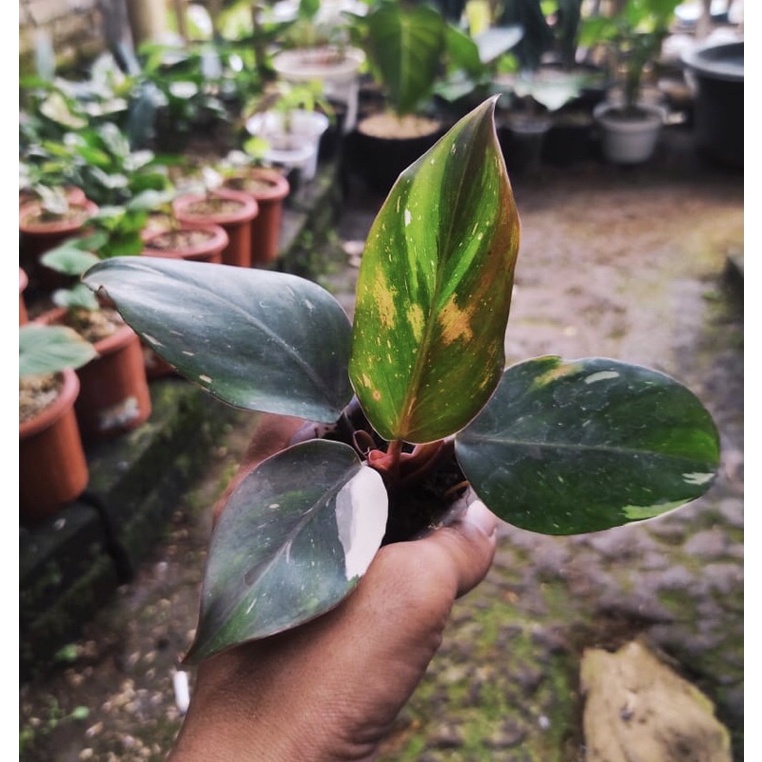 philodendron white knight