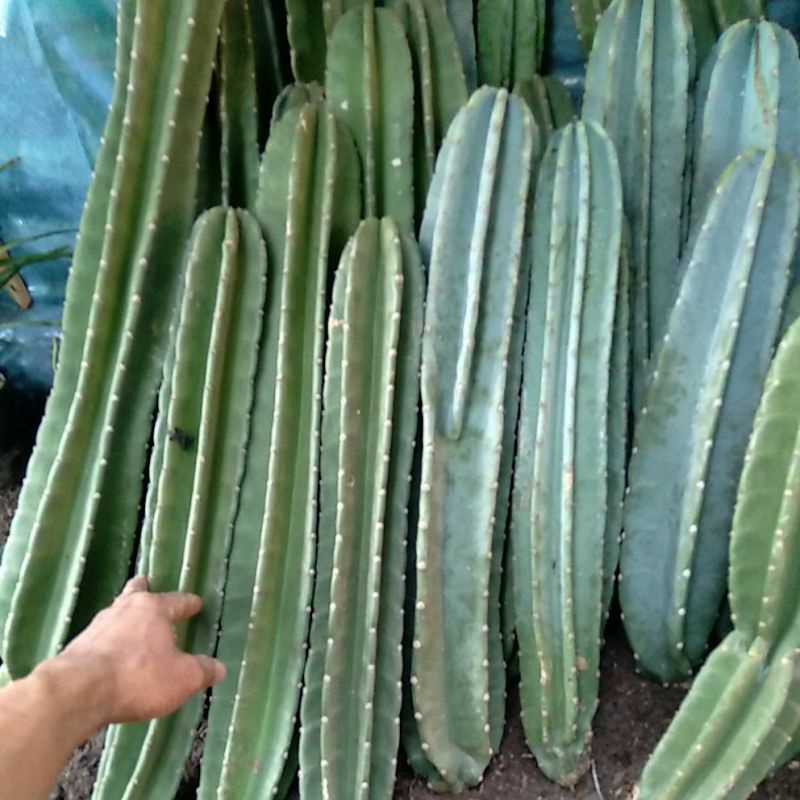 kaktus koboi jumbo 50.60 cm