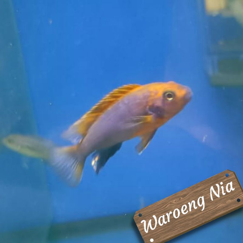 Cichlid Mbuna Labidochromis sp Hongi / Red Top Hongi