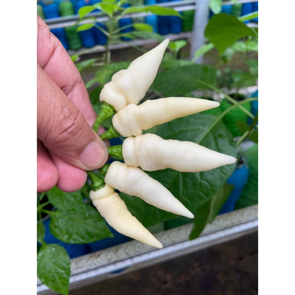 Benih Bibit Biji - Cabai Fatalii White Cabe Putih Super Pedas Pepper Seeds