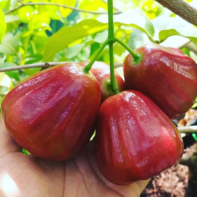 Bibit Jambu Air Dalhari Okulasi Tabulampot