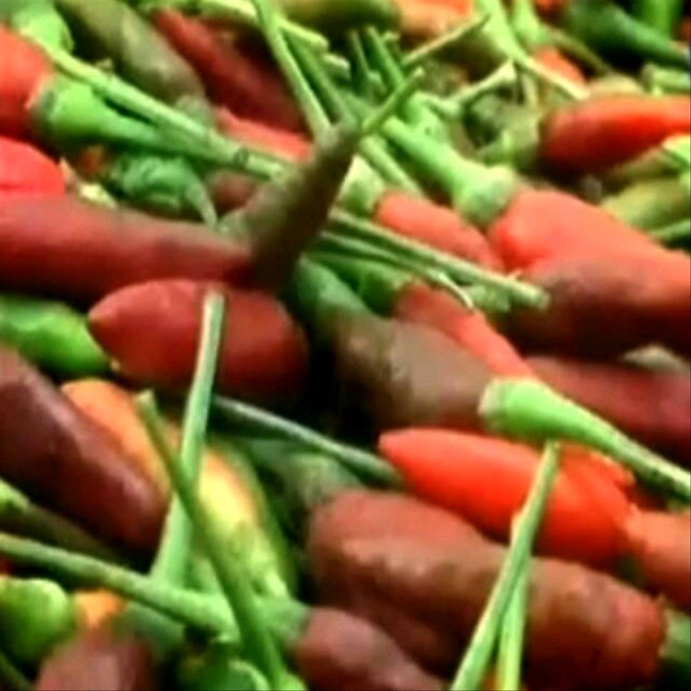 Perbenihan / isi 10 Benih Biji Cabe Hiyung Banjar