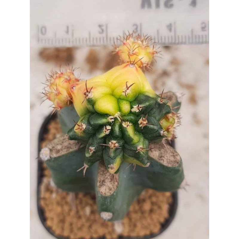 gymnocalycium k3