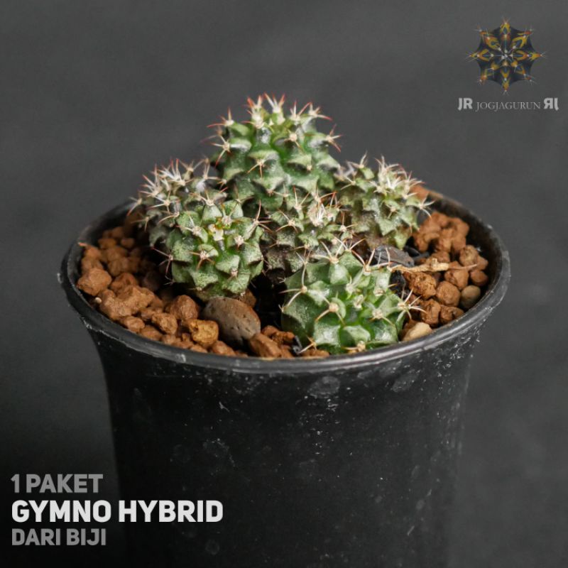 1 Paket Kaktus Gymno dari Biji