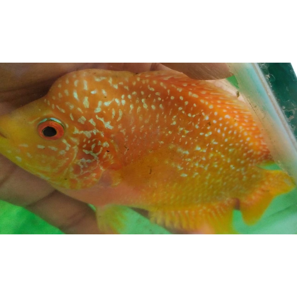 LOUHAN GB. IKAN LOUHAN GB 12 cm