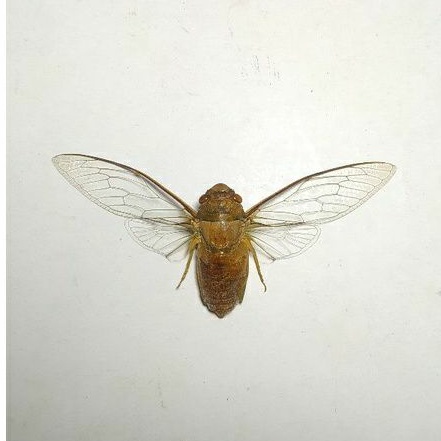 AWETAN SERANGGA ASLI CLEAR WINGS CICADA /TONGGERET SAYAP BENING