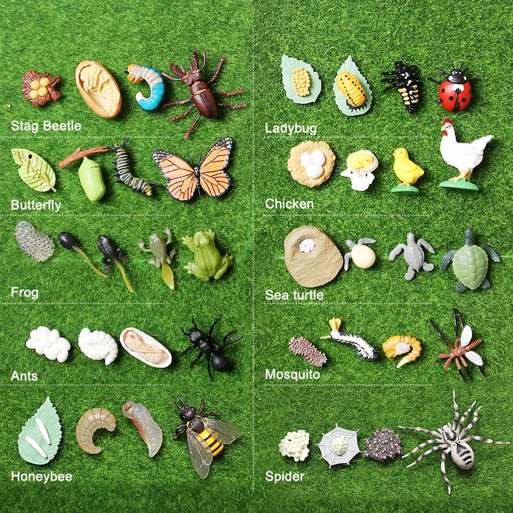 Simulation Animals Growth Cycle Butterfly Ladybug Chicken Life Cycle Figurine Plastic Models Action Figures Educational Kids Toy
