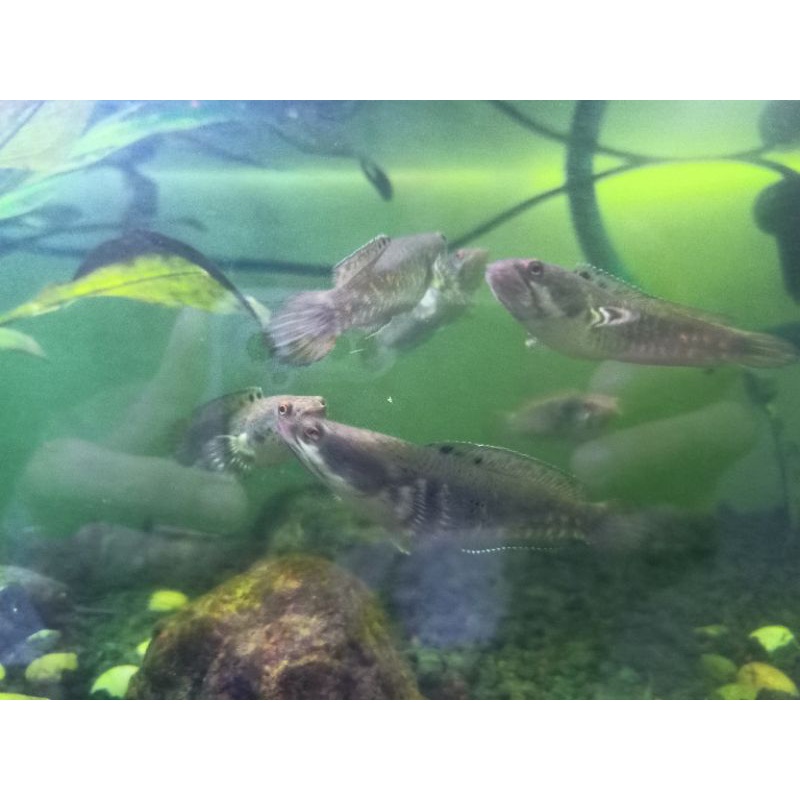 channa pulchra 10cm up