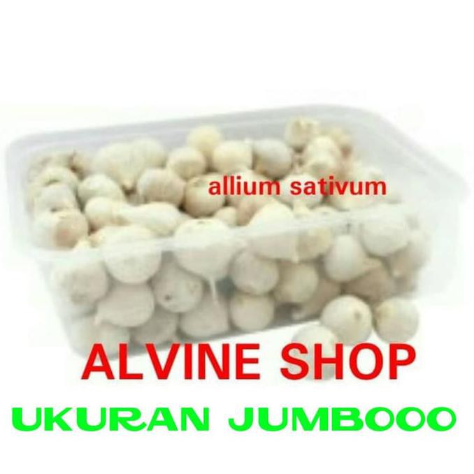 

bawang putih tunggal/bawang lanang Kode 966