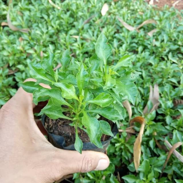 Tanaman krokot hijau - tanaman hias krokot hijau - pohon krokot - krokot hijau