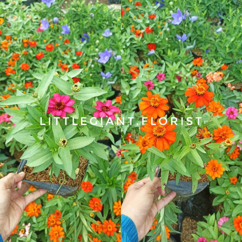 Tanaman Hias Bunga Zinnia/ Bunga Kertas/ Kembang Kertas