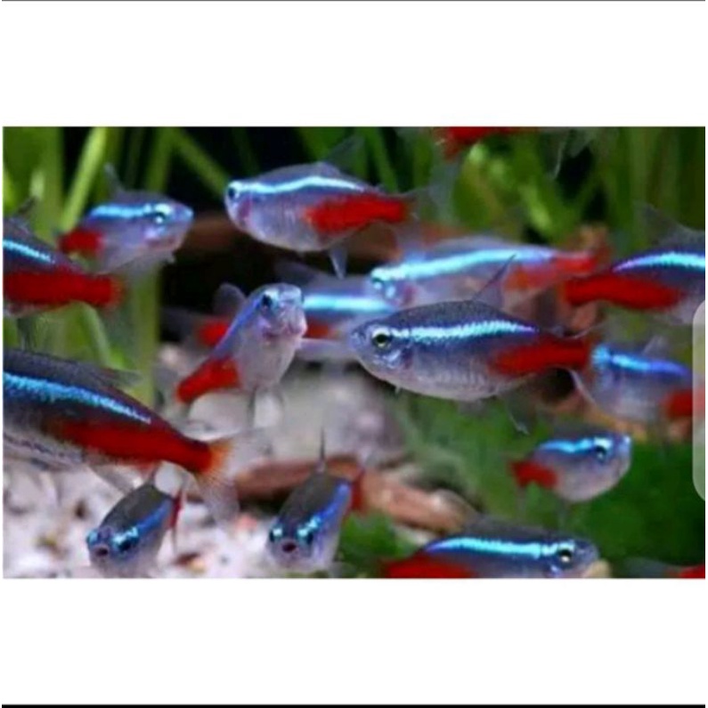 Ikan Neon Tetra
