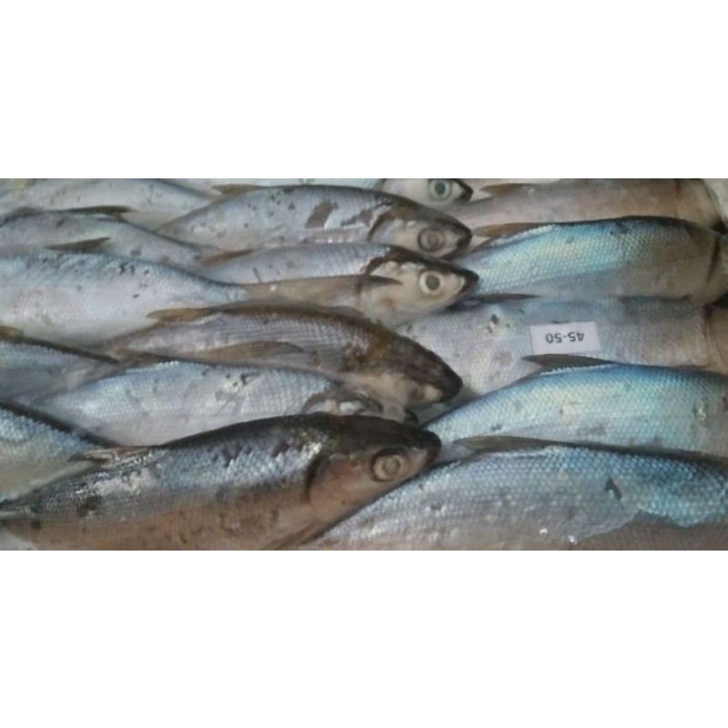 

Ikan Bandeng 1kg
