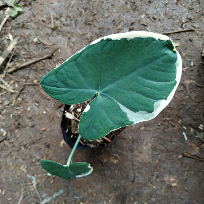 tanaman hias keladi kantong semar (kembang hiasan)