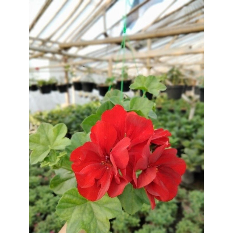 

granium merah