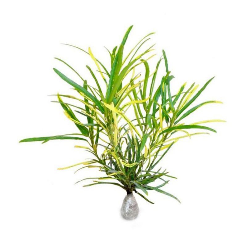 tanaman hias puring teri - pohon puring teri