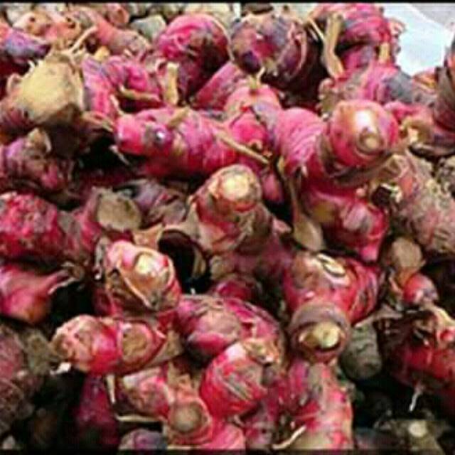 

Jahe merah.
