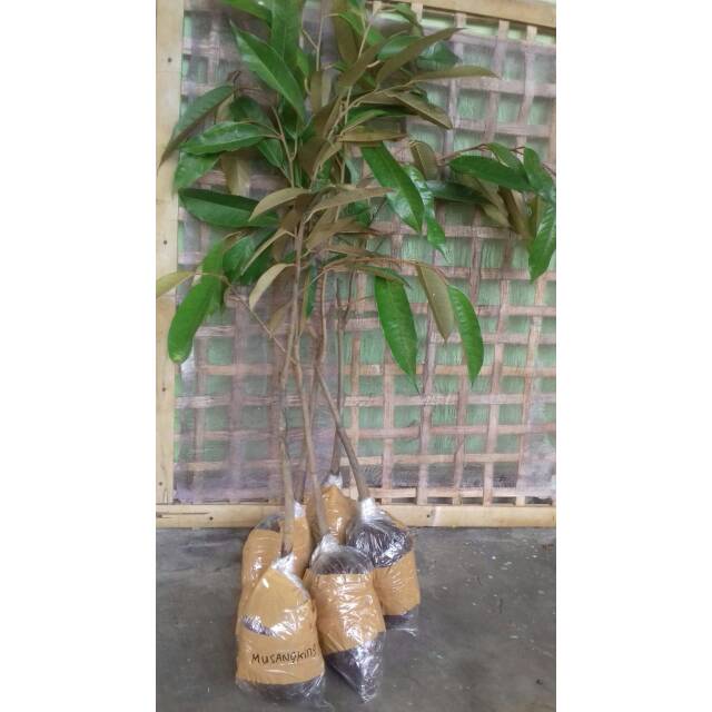 BIBIT DURIAN BIBIT DURIAN MUSANGKING TANAMAN DURIAN BUAH DURIAN MUSANGKING UNGGUL SUPER