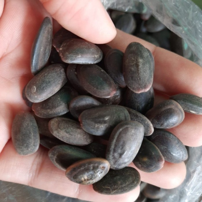 

Biji Kedawung kering 250 g (1/4 kg) Kwalitas Super / Buah Kedaung Asli Bagus