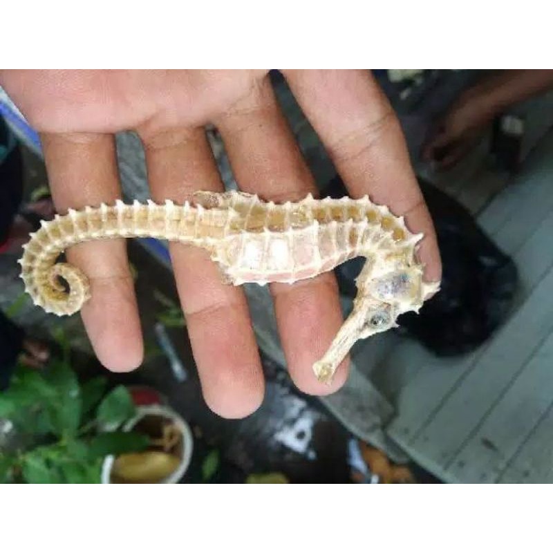 kuda laut kering asli 3biji