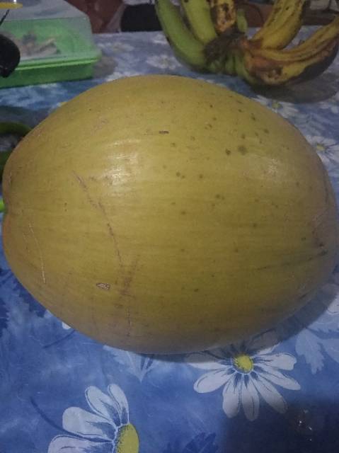 

Buah Kelapa kopyor fresh